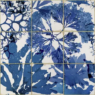Algae In Blue WP20179