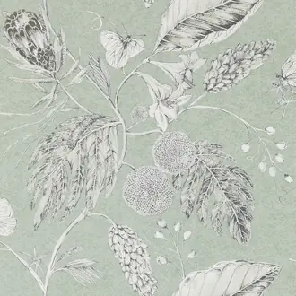 Amborella HGAT111224