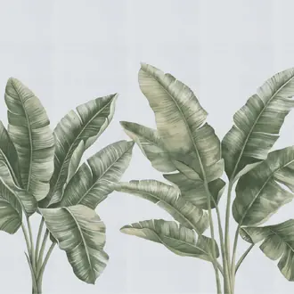 Palmera 31005