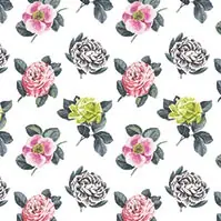 Pavonia Peony P601-01