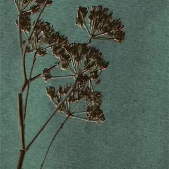 Lino 379104