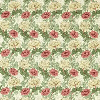 Chrysanthemum 227100