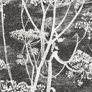 Cow Parsley 66-7046