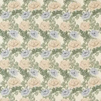 Chrysanthemum 227101