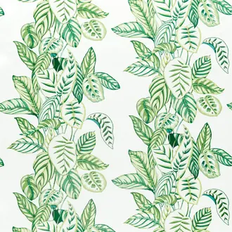 Calathea 226575
