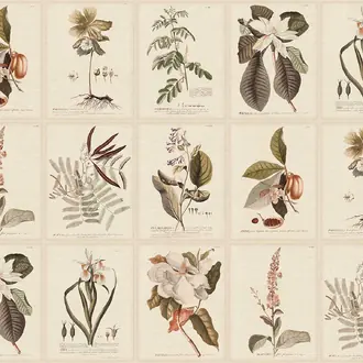 Flora S10599