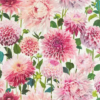 Dahlia 112843