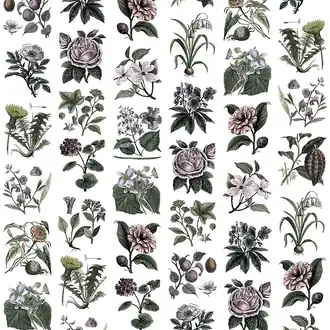 Fruit & Flora R13172