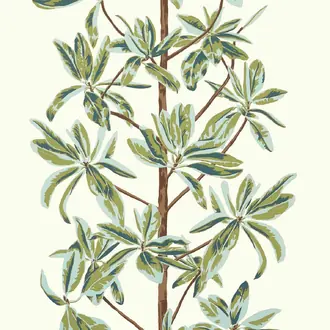 Mangrove Tree T45034