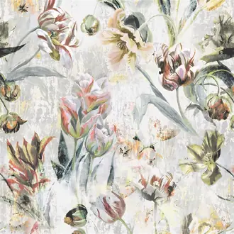 Tulipa Stellata FDG2758-03