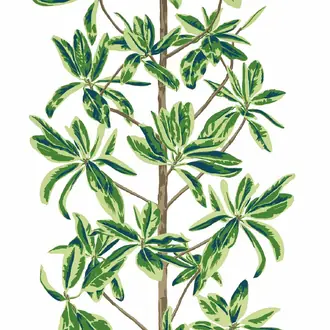 Mangrove Tree T45035