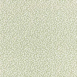 Junie Aloe