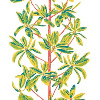 Mangrove Tree T45036