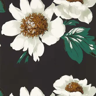 Paeonia 112841