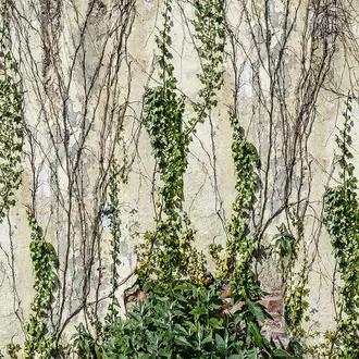 Climbing Ivy R17191