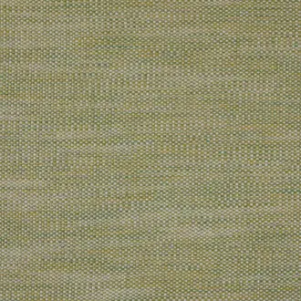 Lomi Kiwi