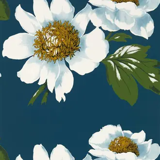 Paeonia 112842