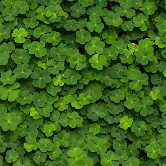 Clover R15841