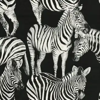 Zebra Romance TCW007TCAHOUZ011