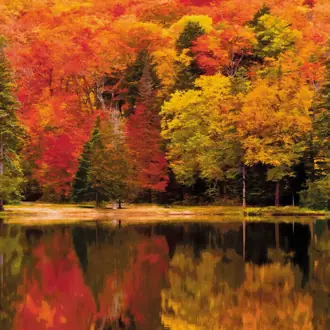 Autumn 87103813