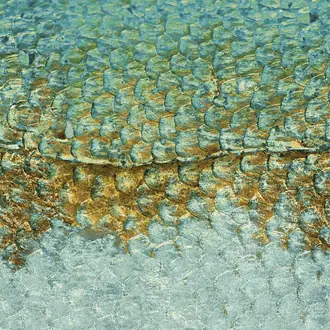 Scales_m 87207122