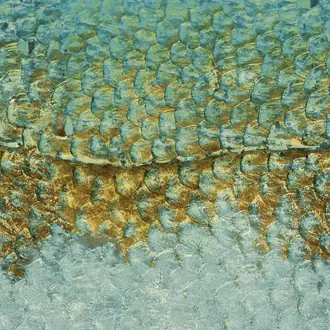Scales_l 87217122