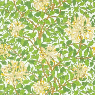 Honeysuckle 217095