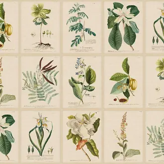 Flora S10598
