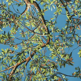 Ulivo Azzurro sc