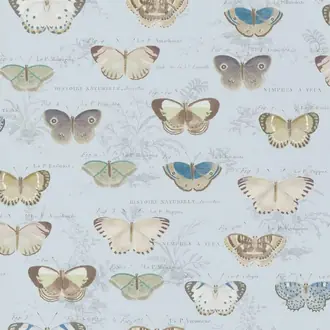Butterfly Studies PJD6017-02