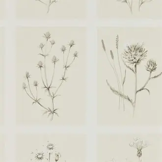 Little Thistles 216511