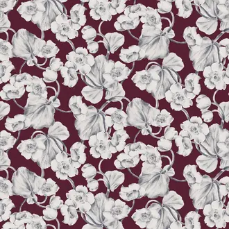 Anemone KEN302