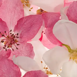 Apple Blossom R11211