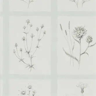 Little Thistles 216513