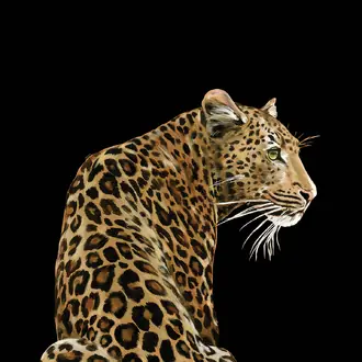 Leopardo Solo TCW001TCAI5UL005