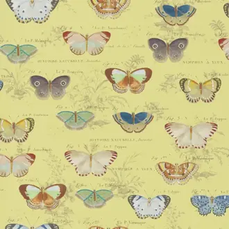 Butterfly Studies PJD6017-04