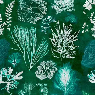Algae Moss WP20296