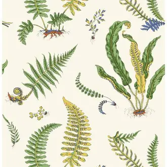 Ferns BW45122-1