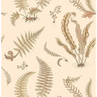 Ferns BW45122-2