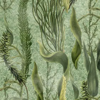 Aquatic Plants WP20717