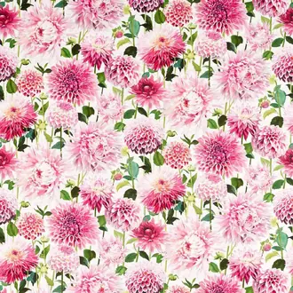 Dahlia 121081