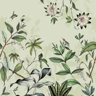 Passiflore 87086107
