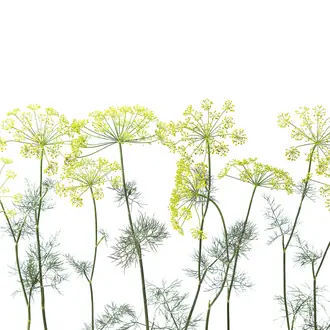 Crown Of Dill R12951