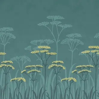 Achillea Aurora