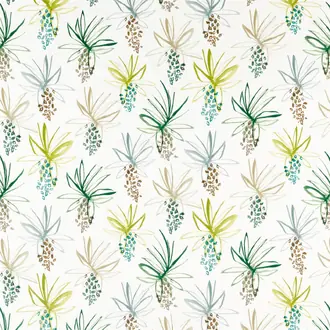 Tillandsia 120771
