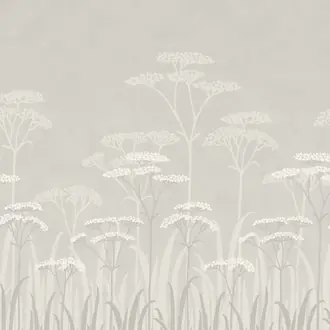 Achillea Brume