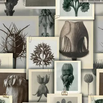 Blossfeldt's Art Forms WP20595
