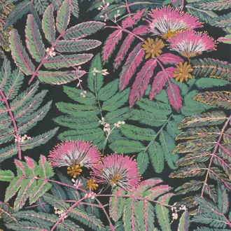 Botanica Albizia 85897490