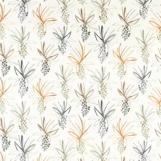 Tillandsia 120773