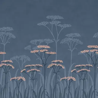 Achillea Nighttide